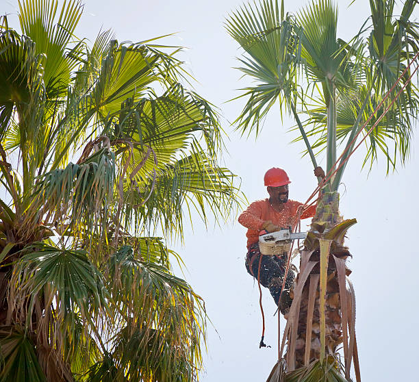 Best Tree Cutting Near Me  in Isanti, MN